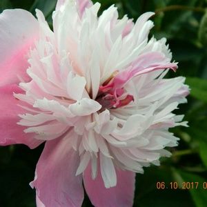 Meet your Posher, Ari